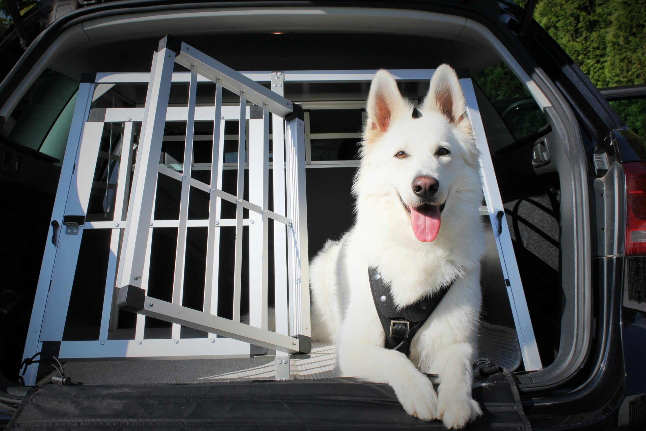 Magazinartikel Hund im Auto