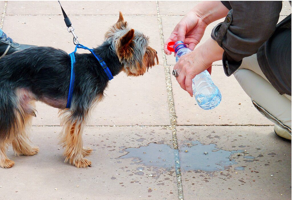 Hund Wasser Straße