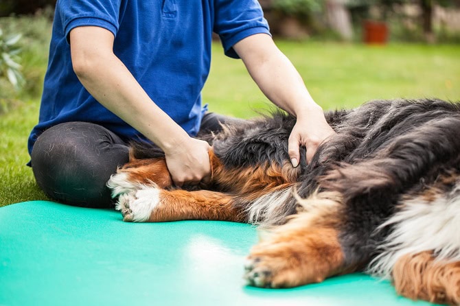 Tierphysiotherapie Ausbildung ATM - Behandlung Hund auf dem Boden liegend