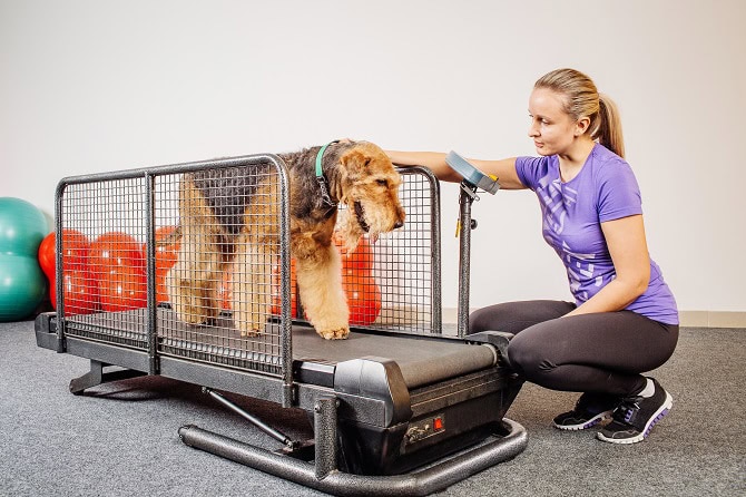 Tierphysiotherapie Ausbildung - Training Hund auf dem Trockenlaufband