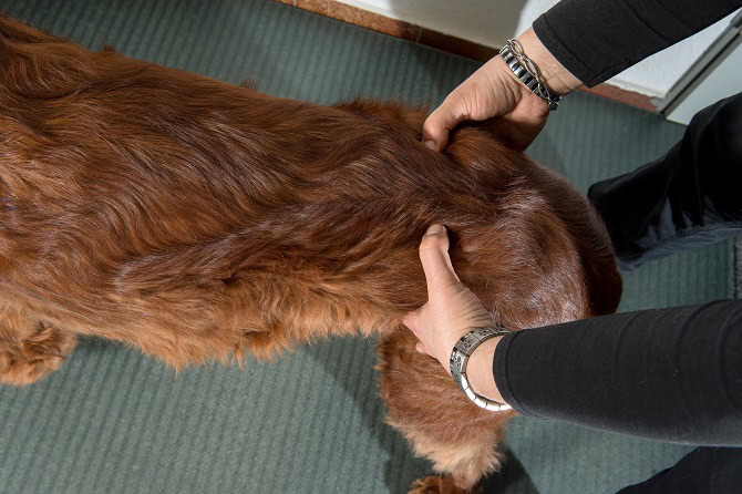 Tierphysiotherapie Ausbildung ATM - Testung Hintergliedmaße Hund