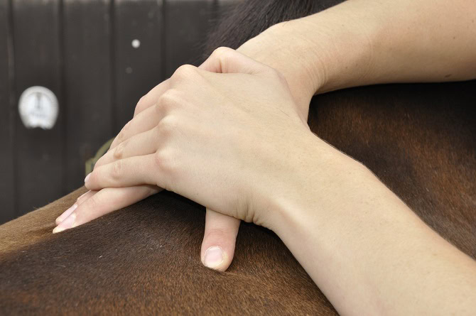 Tierphysiotherapie Ausbildung ATM - Massagegriff am Pferd