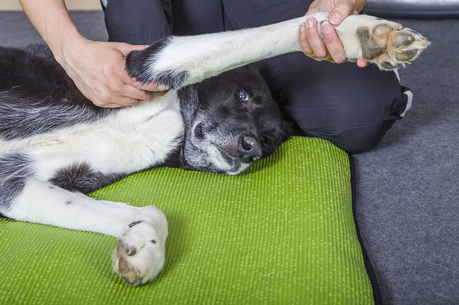 Tierphysiotherapie Ausbildung ATM - Testung Vordergliedmaße