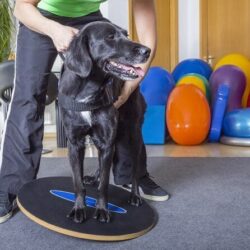 Tierphysiotherapie Ausbildung ATM - Training Hund auf Wackelbrett