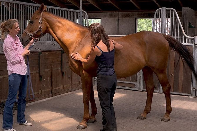 Tierphysiotherapie Ausbildung ATM -praktische Physio-Prüfung am Pferd