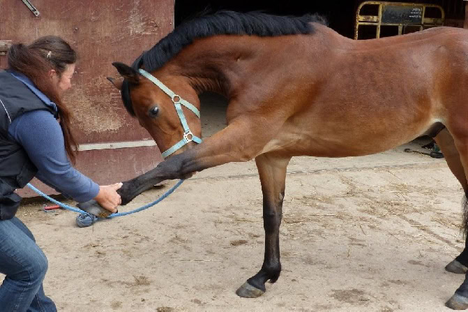 Tierphysiotherapie Ausbildung ATM - Pferd wird von Therapeutin gedehnt