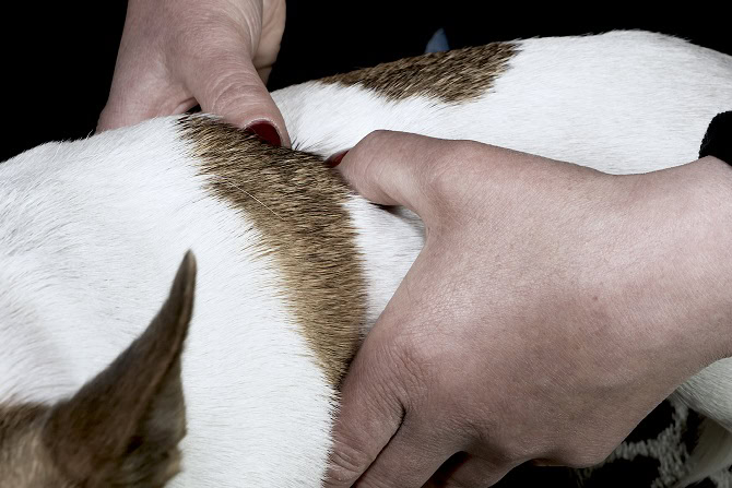 Tierphysiotherapie Ausbildung ATM - Gelenkspiel testen Hund