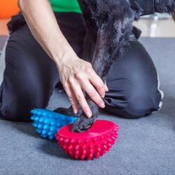 Tierphysiotherapie Hund Ausbildung ATM - Therapeut arbeitet mit Hund auf Balance Igelkissen