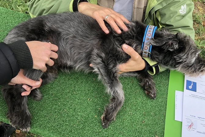 Tierphysiotherapie Ausbildung ATM - 2 Schüler behandeln einen Hund im Praktikum