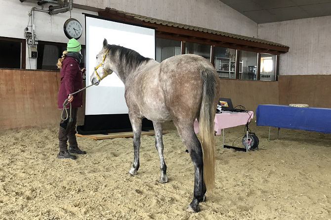 Tierphysiotherapie Ausbildung ATM - Praktikum Pferd Theorie praxisnah erklärt