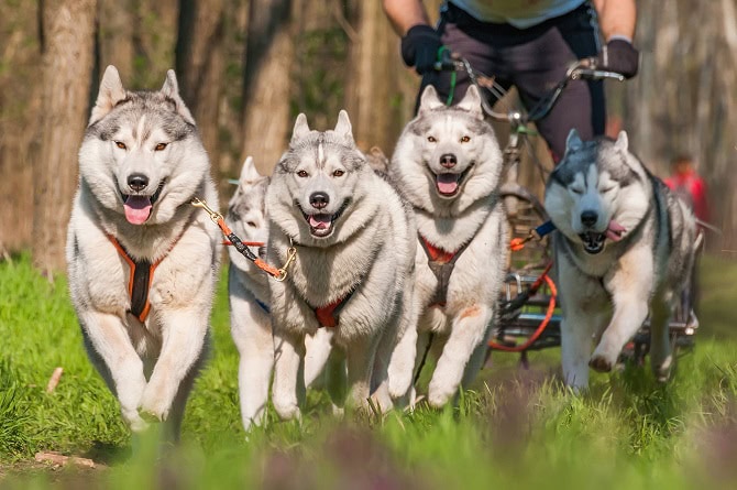 Hundesportwissenschaften Weiterbildung ATM - Schlittenhunde im Rennen