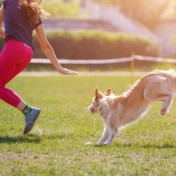 Sportwissenschaften Hund Ausbildung ATM - Hund und Besitzer im Agility Wettkampf