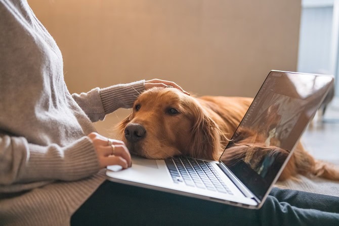 Sportwissenschaften Hund Ausbildung ATM - Golden Retriever und Besitzer beim Lernen am Laptop