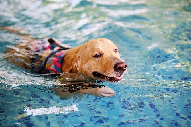 Tierphysiotherapie Ausbildung ATM - Hund wird mit Schwimmtraining behandelt