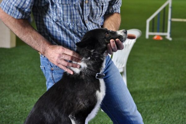 ATM Akademie weiterbildung Tierchiropraktik- Mann behandelt Hund an der Halswirbelsäule