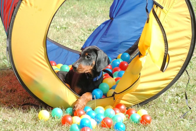 Hundegesundheitstrainer Ausbildung ATM - Hund im Tunnel-Bällchenbad