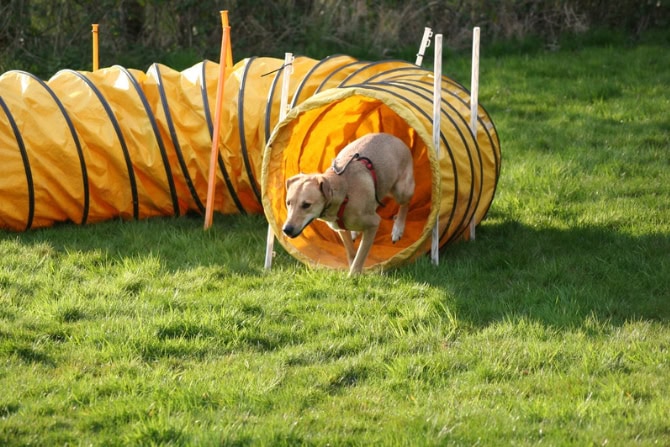 Hundegesundheitstrainer Ausbildung ATM - Hund rennt durch Tunnel