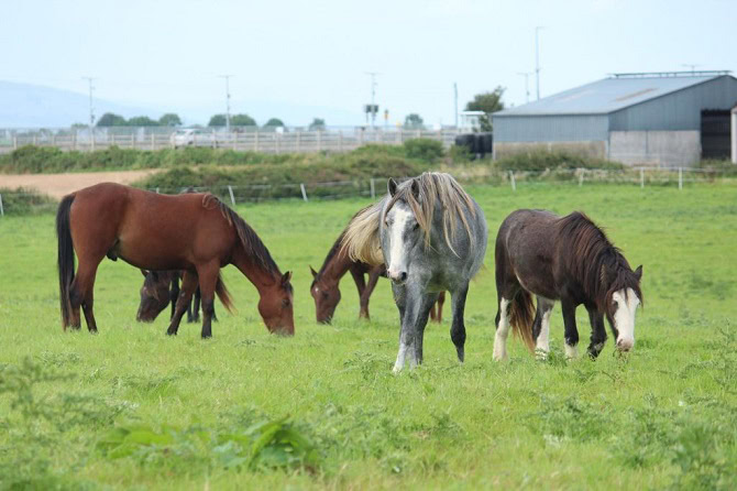 Studienreise Jungpferdeprojekt Irland ATN Pferde auf Weide