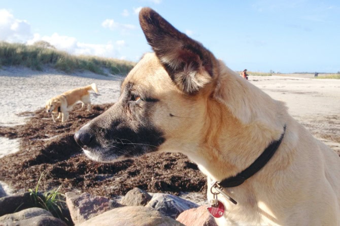 Hundegesundheitstrainer Ausbildung ATM - Hund schaut aufs Meer