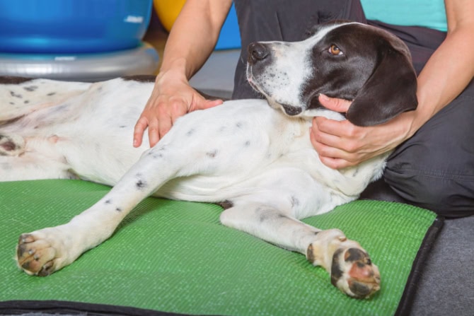 Hundegesundheitstrainer Ausbildung ATM -Hund wird untersucht von Tiertherapeut