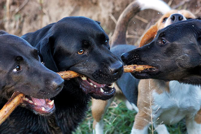 Tierpsychosomatik Ausbildung ATM - drei schwarze Hunde zerren an einem Stock