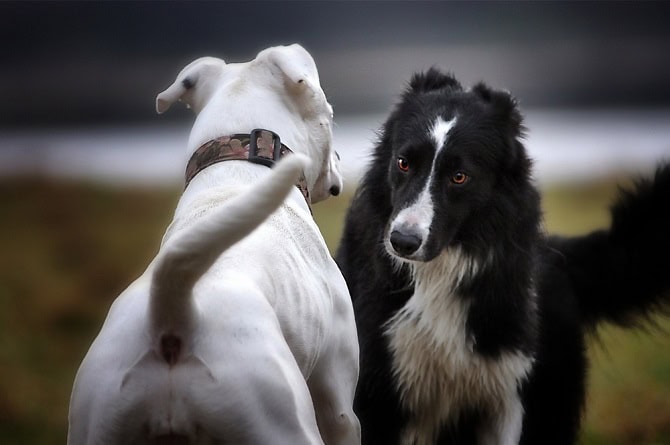 Tierpsychosomatik Ausbildung ATM - zwei Hunde gegenüber kommunizieren miteinander