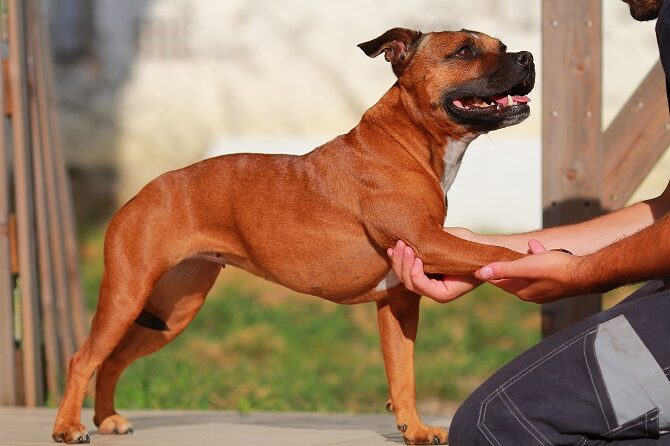 Tierpsychosomatik Ausbildung ATM - Boxer in Physiotherapie Dehnung der Vordergliedmaße