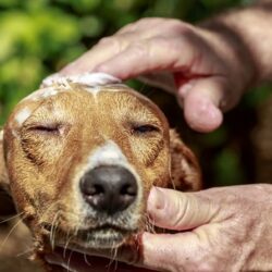 Ausbildung Tierosteopathie Hund und Pferd ATM - Hund wird am Kopf behandelt