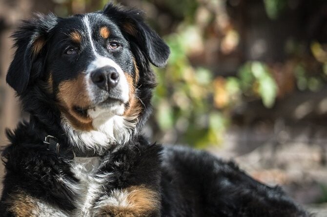 Tierpsychosomatik Ausbildung ATM - Hund liegt aufgestützt und schaut hoch