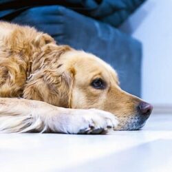 Tierpsychosomatik Ausbildung ATM - Hund liegt auf Couch