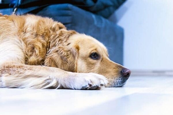 Tierpsychosomatik Ausbildung ATM - Hund liegt auf Couch