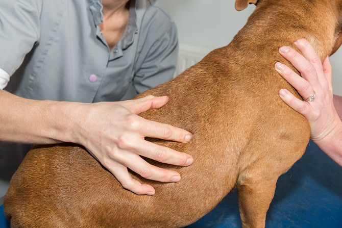 Ausbildung Osteopathie Hund ATM - Behandlung Hund von Physiotherapeut und Osteopath