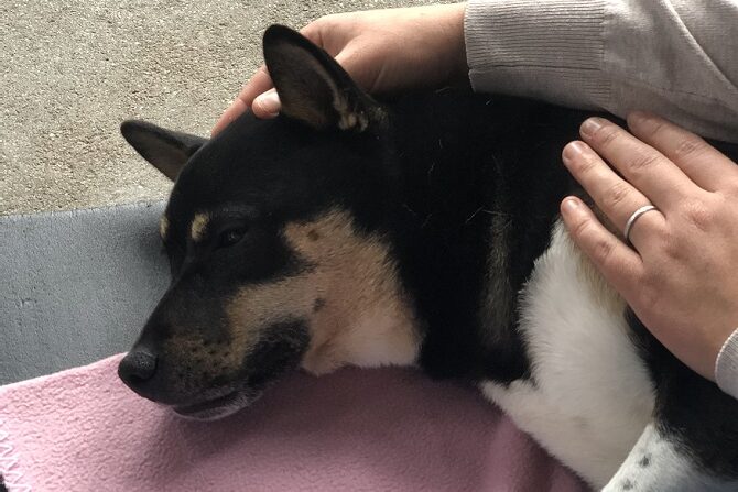 Hundeosteopathie Ausbildung ATM - Hund wird am Kopf behandelt Hundeosteopathie Ausbildung ATM - Hund wird am Kopf behandelt