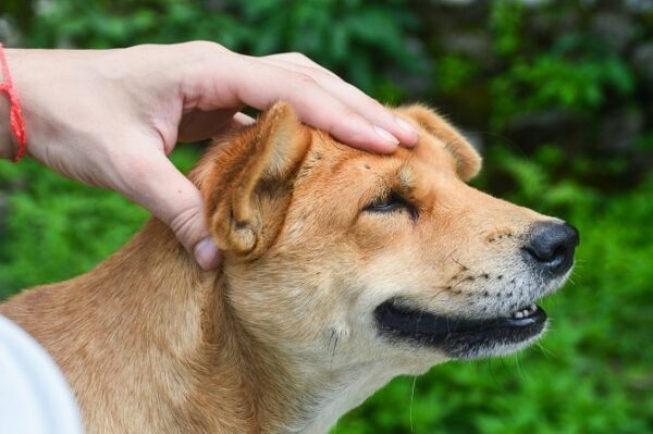 Ausbildung Tierosteopathie Hund und Pferd ATM - osteopathische Behandlung am am Kopf des Hundes