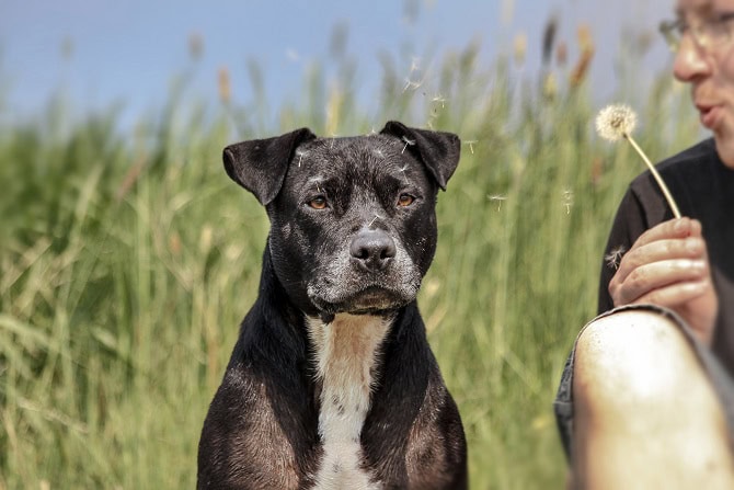 Tierpsychosomatik Ausbildung ATM - Mann sitzt mit Hund auf Wiese und hält Blume in der Hand