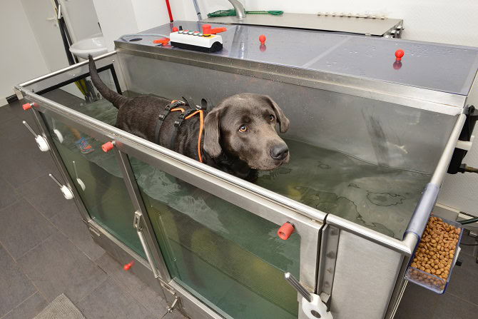 Therapieverfahren ATM - Hund wird im Unterwasserlaufband trainiert