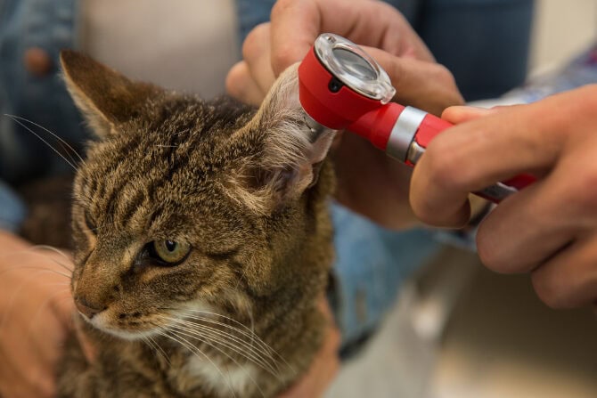 Praxis im Flexi green lernmodell ATM - Untersuchung Katzenohr mit Otoskop