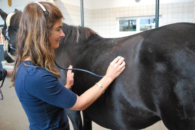 Tierheilpraktiker Ausbildung ATM - Jenunum am Pferd wird auskultiert