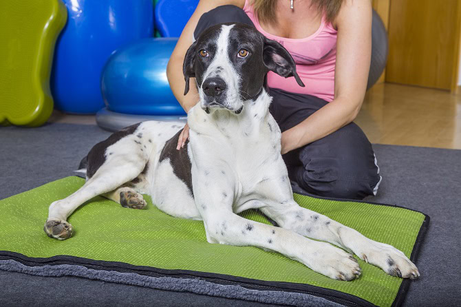 Tierosteopathie Ausbildung ATM - Hund wird in Praxis behandelt