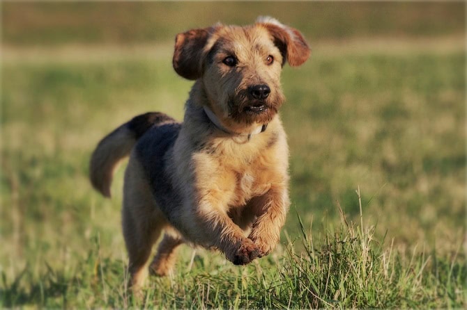 Hundesportwissenschaften Ausbildung ATM - junger Hund galoppiert über die Wiese