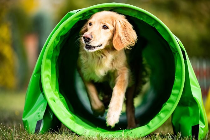 Hundesportwissenschaften Ausbildung ATM - Golden Hovawart im Tunnel