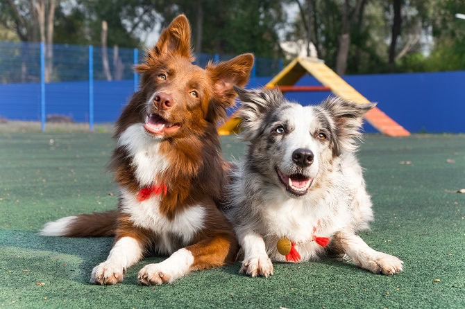 Hundesportwissenschaften Ausbidlung ATM - 2 Hunde haben Pause im Agility Training