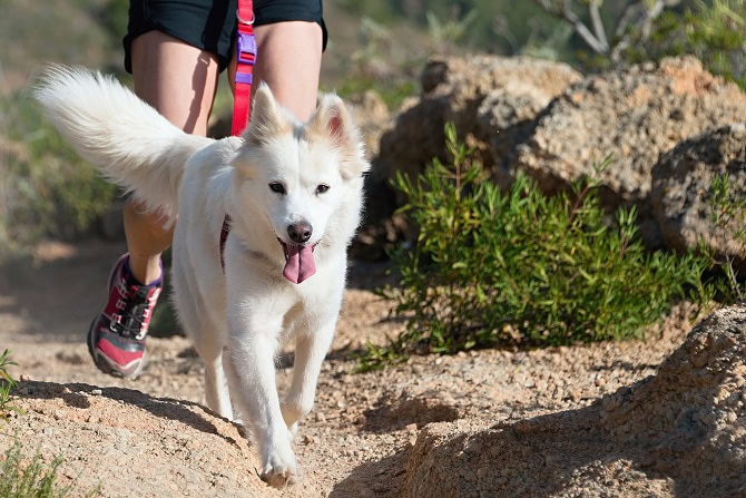 Hundesportwissenschaften Ausbildung ATM - weißer Hund joggt mit Frauchen