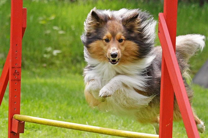 Hundesportwissenschaften Ausbidlung ATM - Sheltie über Agility Hindernis