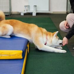 Hundesportwissenschaften Ausbidlung ATM - Hunde in der Physiotherapie