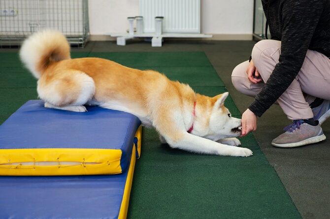 Hundesportwissenschaften Ausbidlung ATM - Hunde in der Physiotherapie