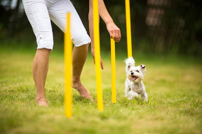 Hundesportwissenschaften Ausbidlung ATM - Frau mit kleinem Hund im Slalom