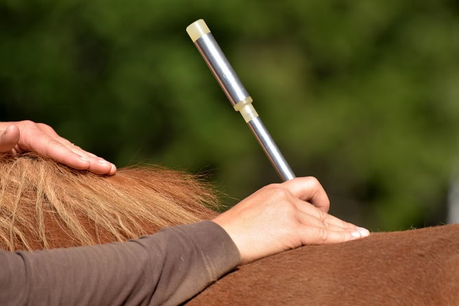 Therapieverfahren Ausbildungen ATM - Pferd wird mit Laserakupunktur behandelt