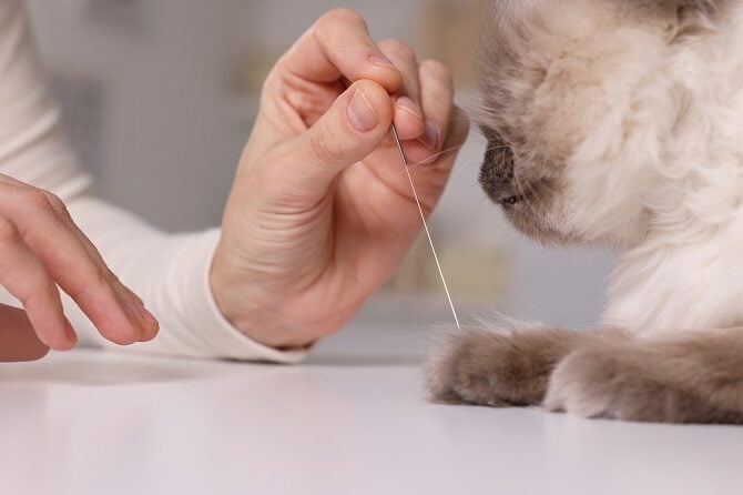 Therapieverfahren Ausbildungen ATM - Katze wird mit Akupunkturnadeln therapiert