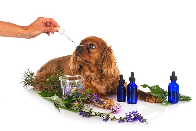 Therapieverfahren Ausbildungen ATM - Phytotherapie Hund